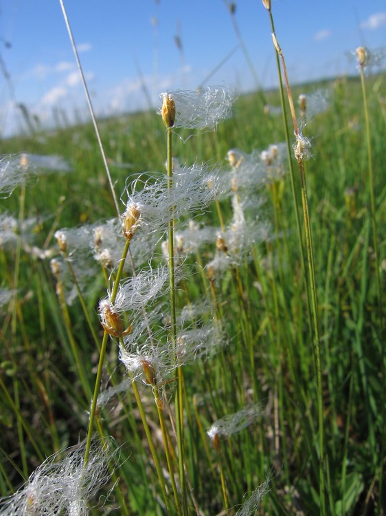 Trichophorum alpinum